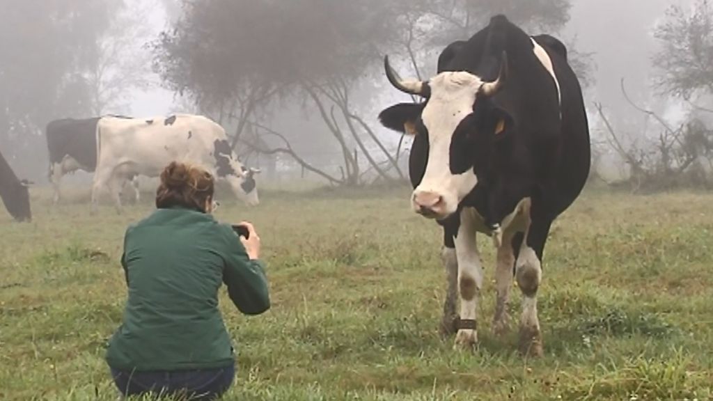 Las vacas gallegas tienen acento: un estudio asegura que los animales tienen distinto habla según donde crezcan
