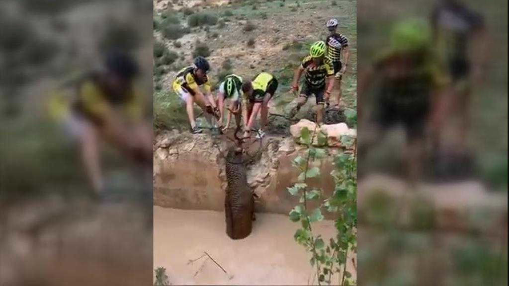 Ciclistas salvan a un ciervo a punto de morir ahogado