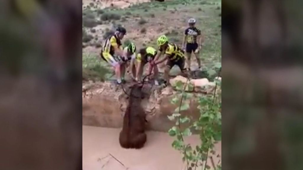 El heroico gesto de unos ciclistas: salvan a un ciervo de morir ahogado en Huescar, Granada