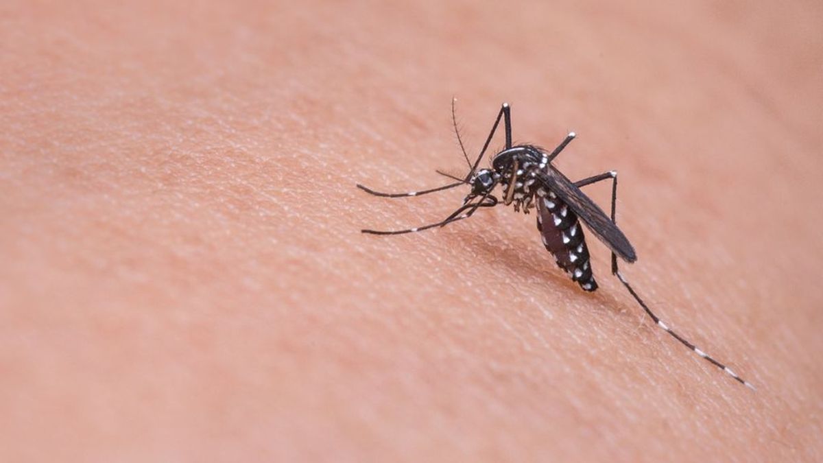 Alerta en Massachusetts tras las muertes a causa de la EEE: la nueva enfermedad trasmitida por mosquitos