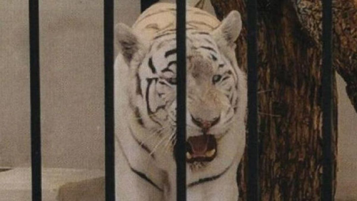 Investigan la tenencia de un tigre albino como "mascota de lujo" en un chalet de Alicante