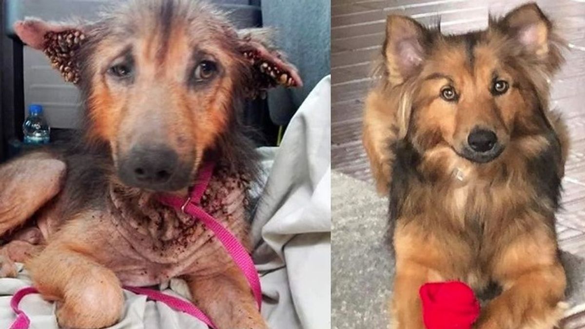 La nueva vida de un perro rescatado a punto de morir: ahora luce así de feliz con su nueva familia