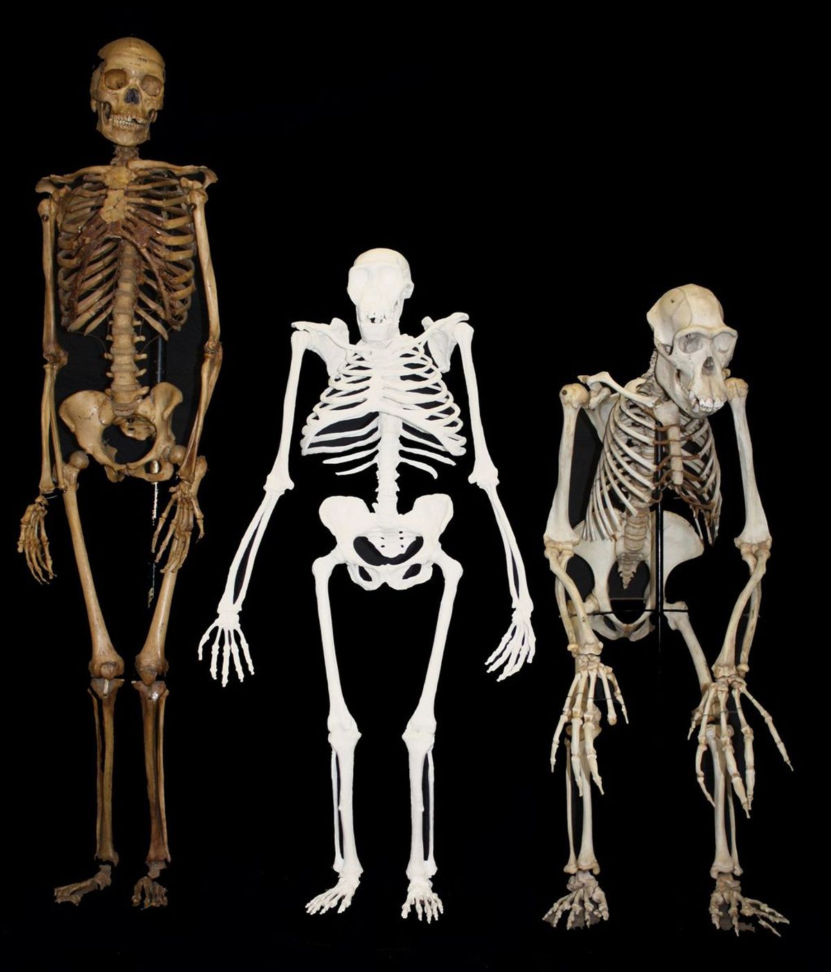 Una mujer moderna, un Australopithecus sediba y un chimpancé macho.