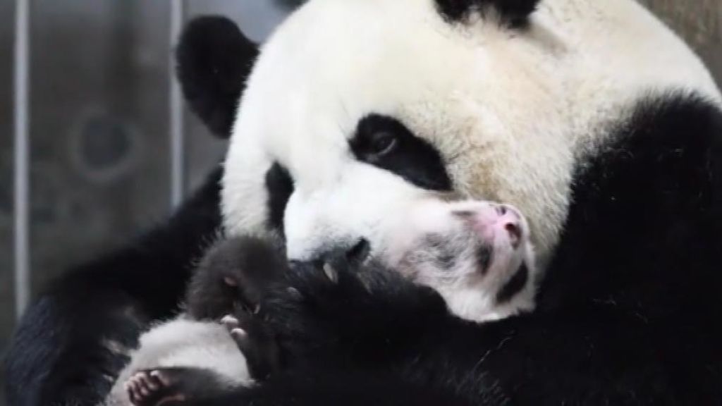 Dos pandas protagonizan un entrañable momento en un santuario en China