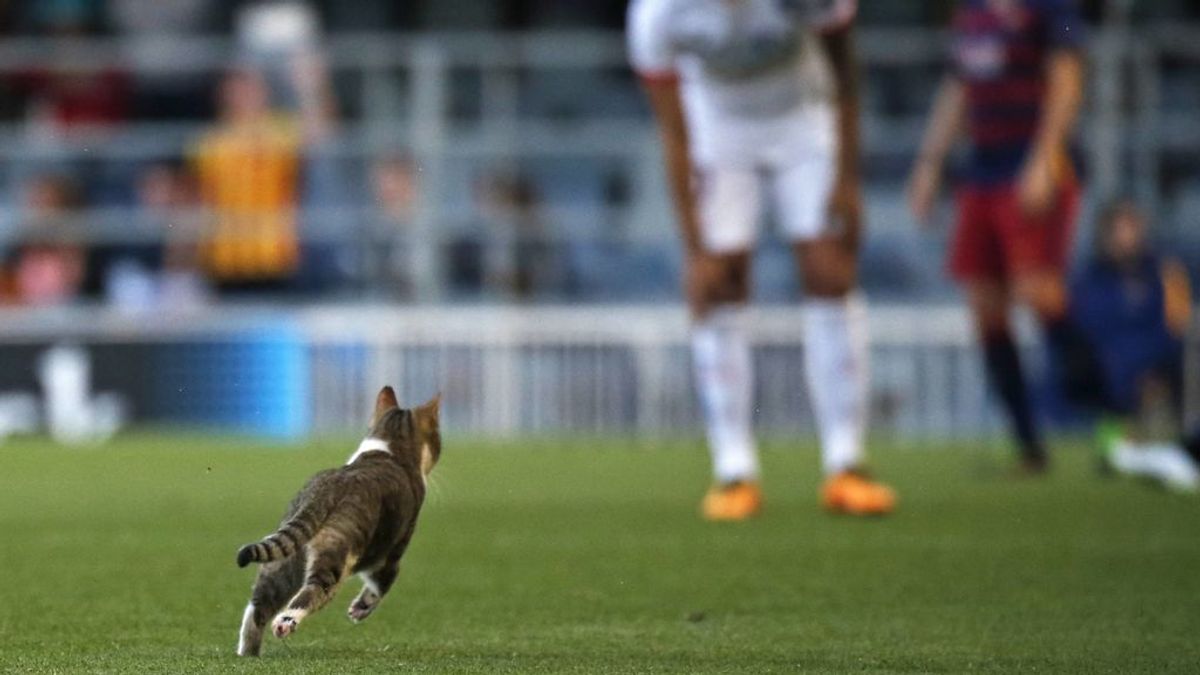 El Barça pide máxima precaución con los gatos callejeros en las obras de reforma de su estadio