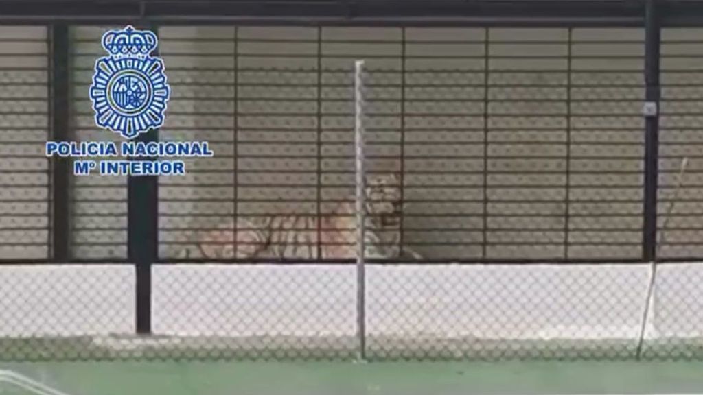 Goliat: el tigre albino que vivía en un chalet de Alicante entre drogas y armas Goliat: el tigre albino que vivía en un chalet de Alicante entre drogas y armas