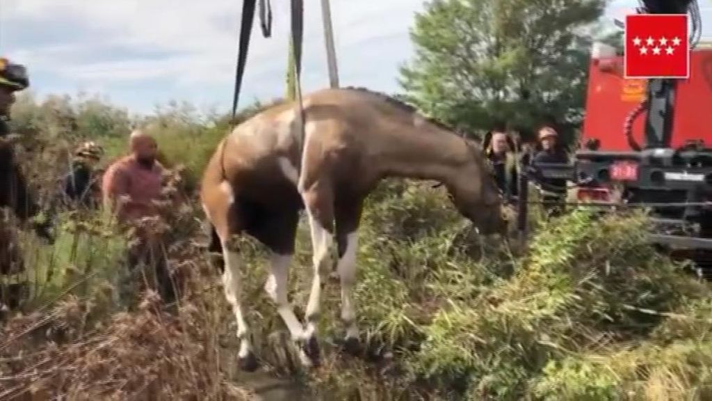 Aparatoso rescate de un caballo en Mejorada del Campo