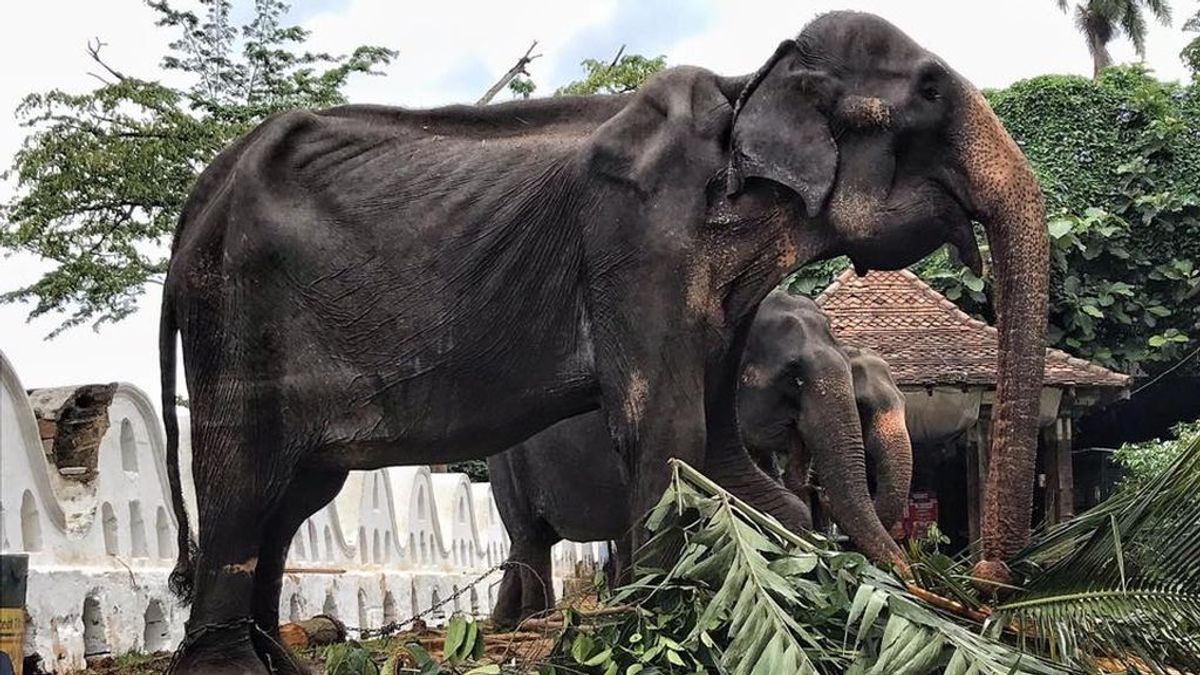Tikiri, el elefante cuya apariencia esquelética provocó indignación internacional ha muerto