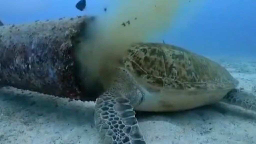 Cómo afectan nuestros desperdicios el medioambiente: La tortuga que se aficionó a comer basura