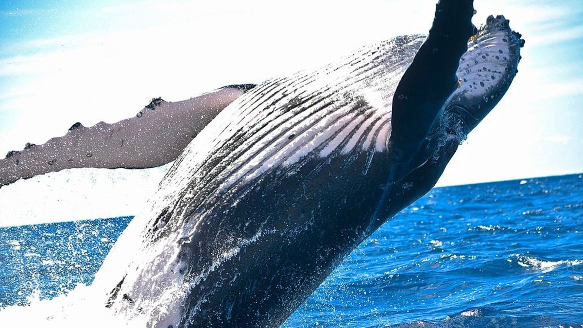 Las ballenas y delfines se hicieron acuáticos gracias a genes “perdidos”