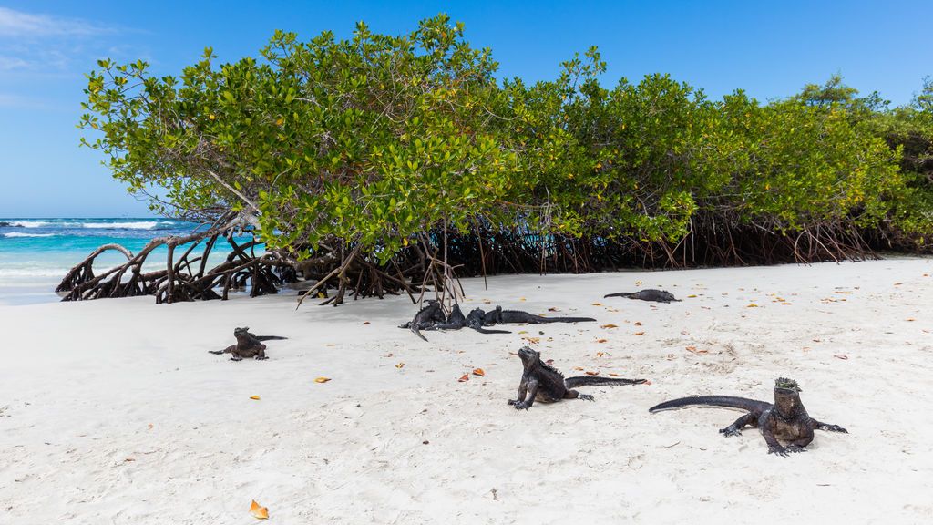 Galápagos