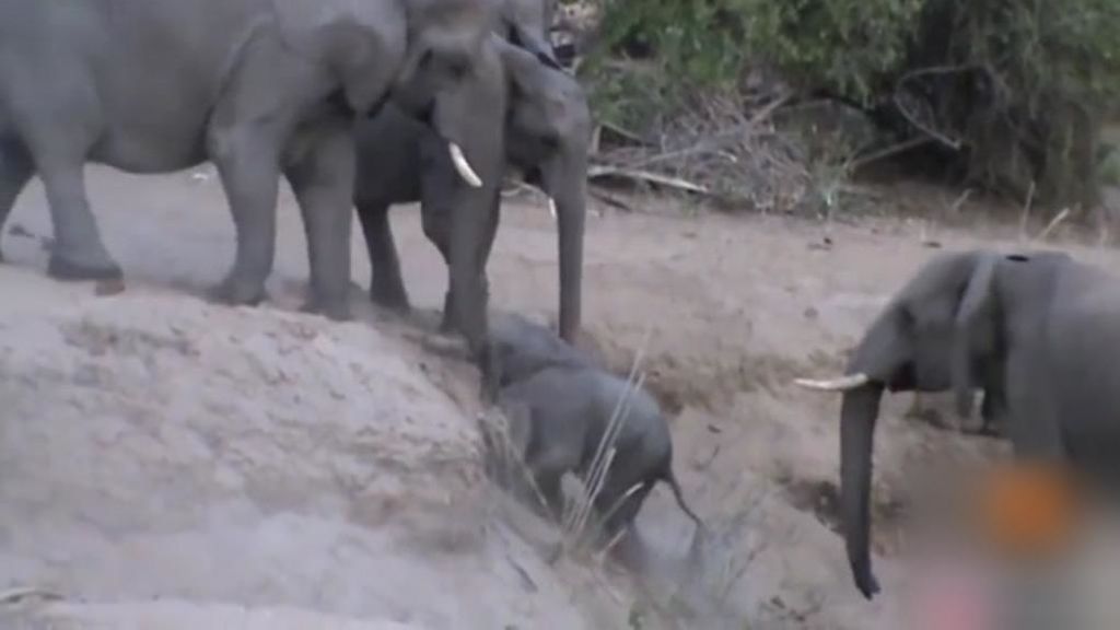 Tremendo trabajo en equipo de una manada de elefantes en Sudáfrica