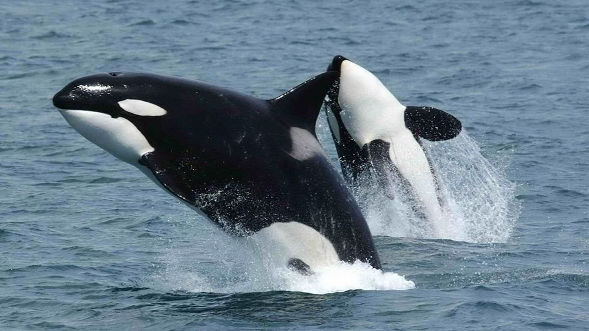 Genes 'perdidos' permitieron a ballenas y delfines adaptarse al medio acuático.