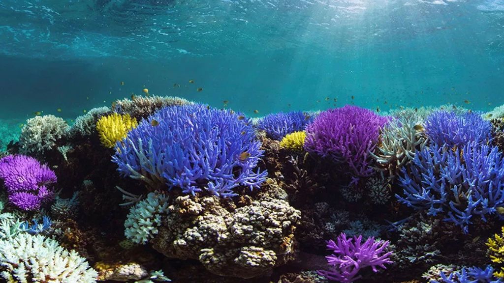 S.O.S, los corales del Mar Caribe mueren del síndrome blanco