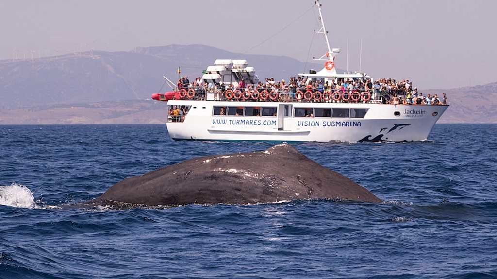 Cachalotes frente al barco de avistamiento este mes