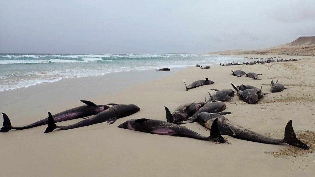 Desesperado rescate de decenas de delfines varados en Cabo Verde