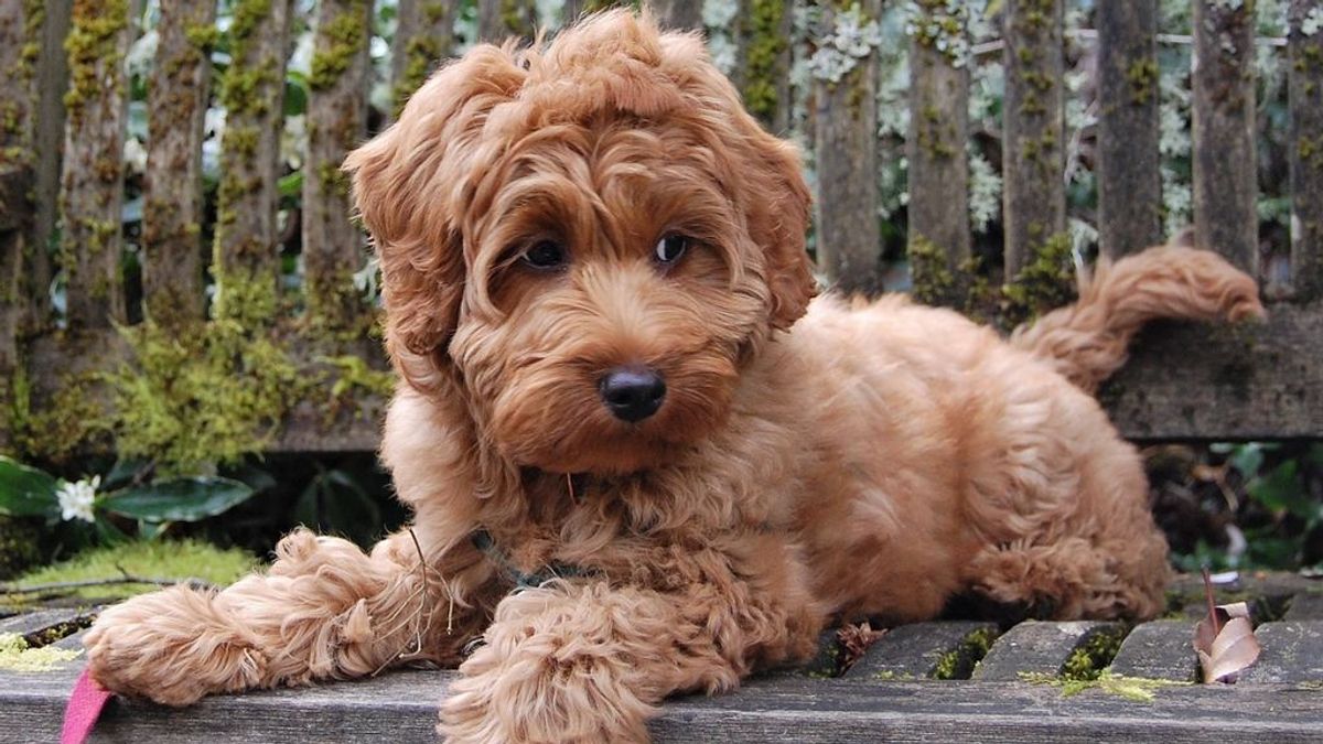 El hombre que creó la primera raza de perros labradoodle asegura haber liberado "un monstruo de Frankestein"