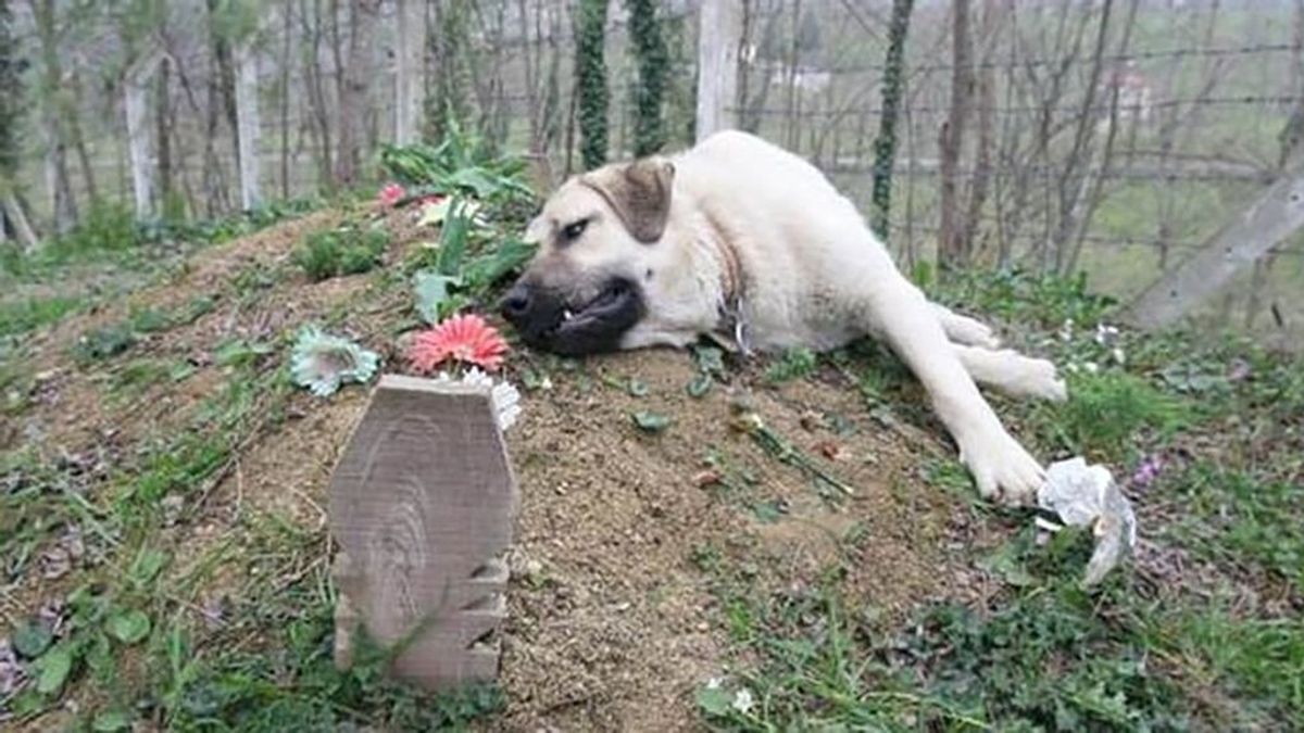 La emotiva historia de Zozo, un perro que visita a diario la tumba de su dueño desde que murió hace 5 años