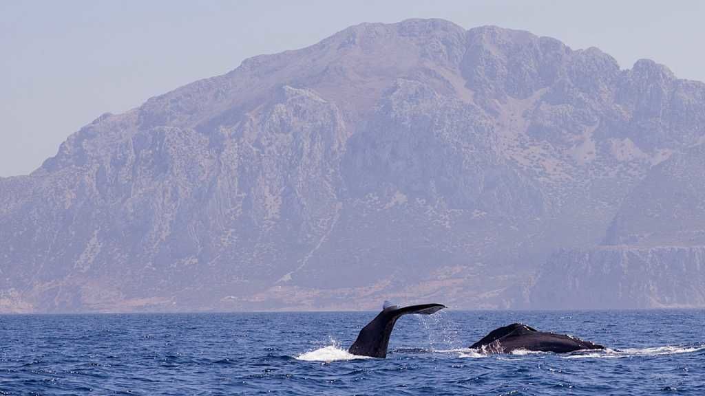 Cachalotes este mes de septiembre frente a Yebel Musa y Tarifa