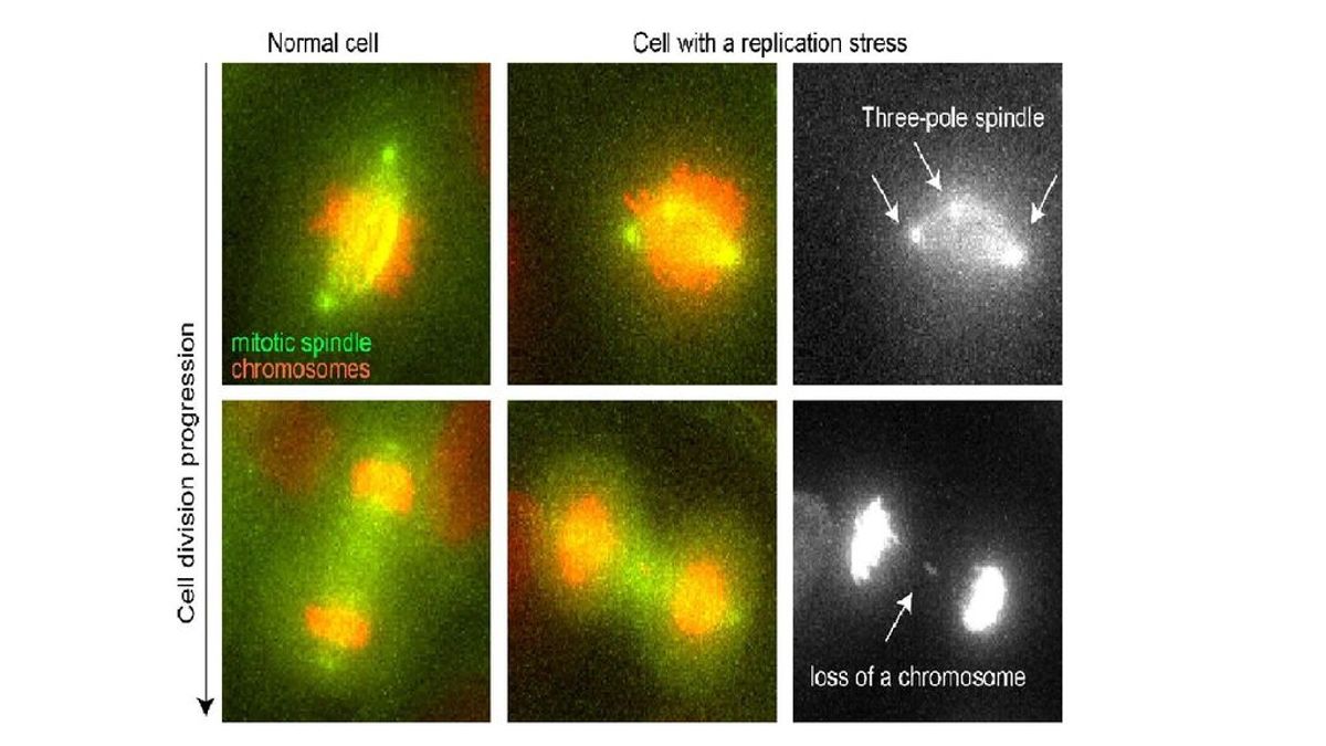Imágenes desde un microscopio de fluorescencia del proceso de mitosis de célula normal y otra con estrés de replicación.