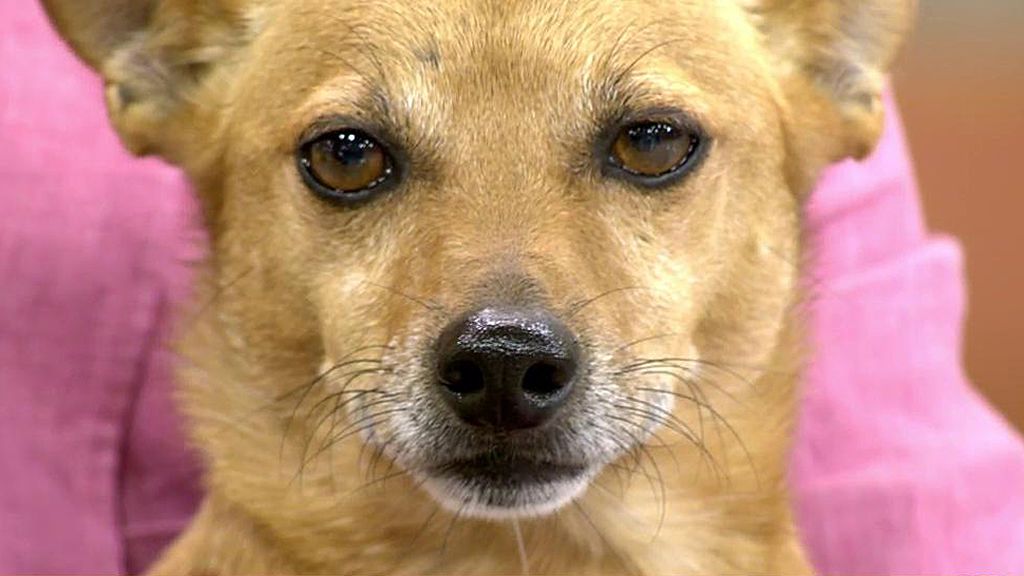 Pepsi, un perro afectado por las inundaciones de Murcia, busca un hogar