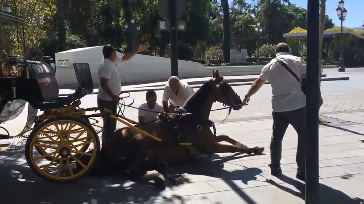Un caballo se desploma en Sevilla y estalla la tensión entre cocheros y animalistas Un caballo se desploma en Sevilla y estalla la tensión entre cocheros y animalistas