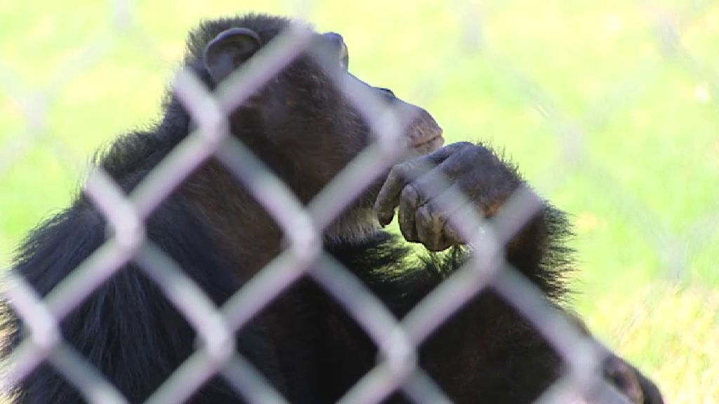 El mayor santuario de primates está en Madrid, le da una segunda oportunidad a 130 especies