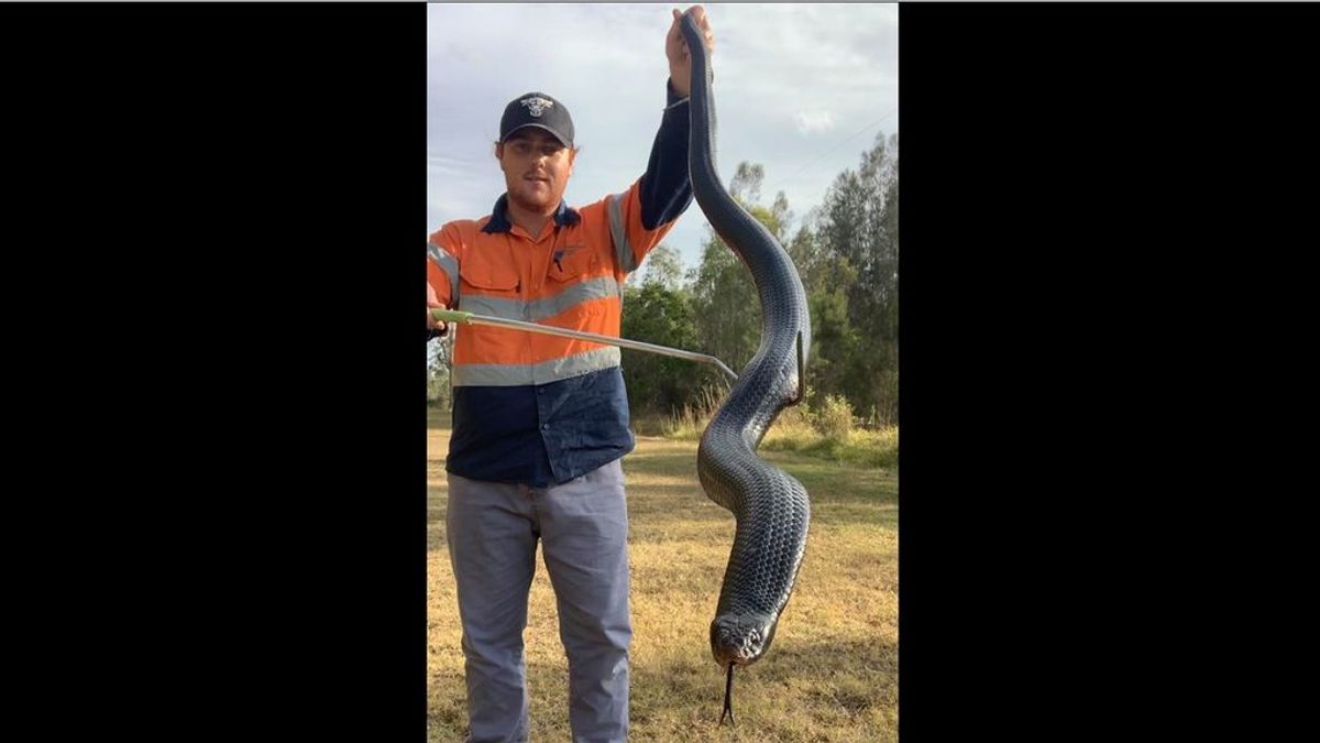 Un cazador de serpientes australiano captura una serpiente gigante de casi 2 metros