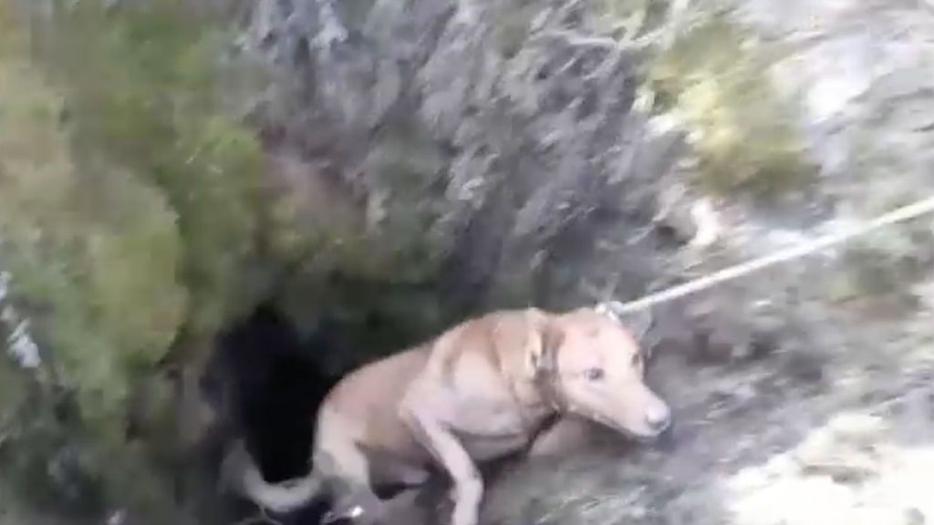El increíble rescate de los bomberos a dos perros atrapados en un pozo