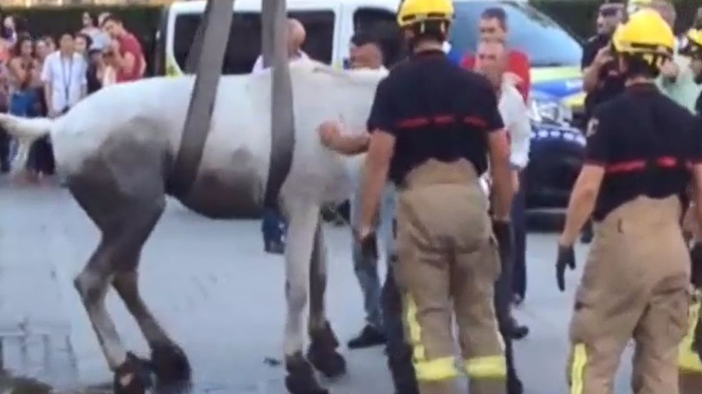 Enfrentamiento entre animalistas y cocheros de Sevilla al desplomarse un caballo en plena calle