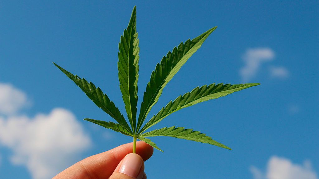 Lo que el mundo puede aprender de la legalización de la marihuana en California Lo que el mundo puede aprender de la legalización de la marihuana en California