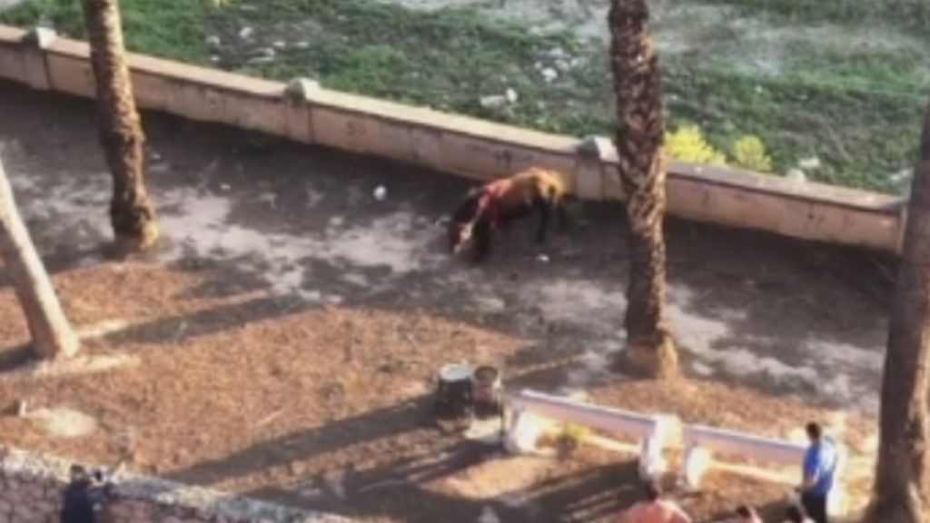 Abatidos a tiros tres toros que se escaparon y provocaron el nerviosismo por las calles de Valencia y Castellón