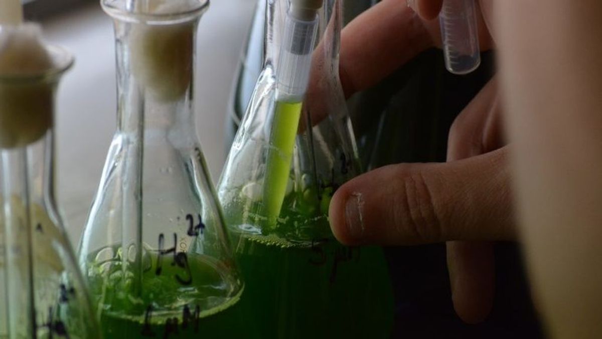Duplican la velocidad de crecimiento de microalgas con residuos del vino para obtener biocombustible