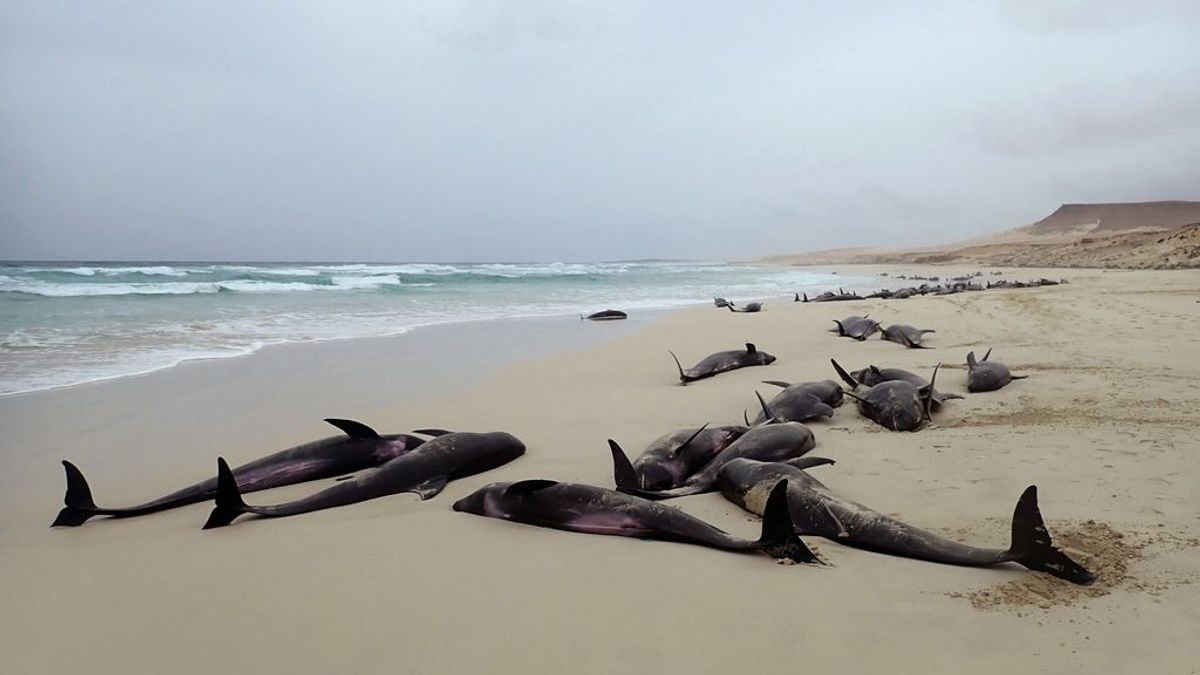 El misterio de los delfines muertos en Cabo Verde
