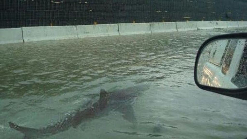 imagen falsa de un tiburón