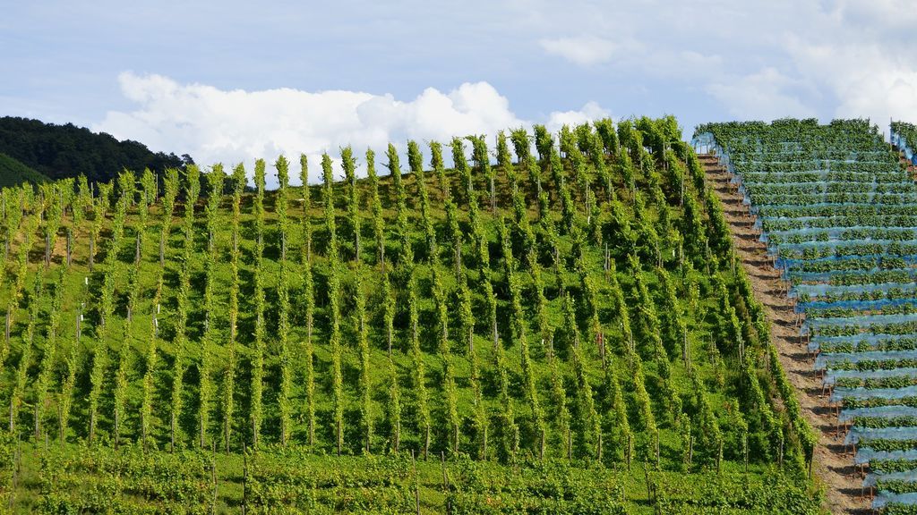 vineyards-1609599_1920