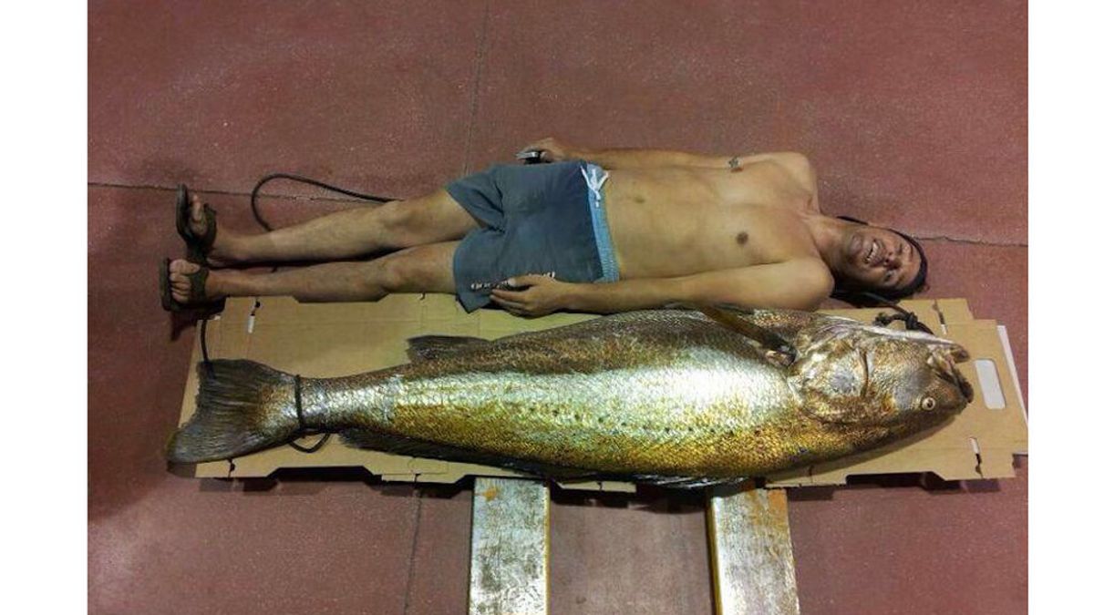 Corvina de 52 kilos Corvina de 52 kilos