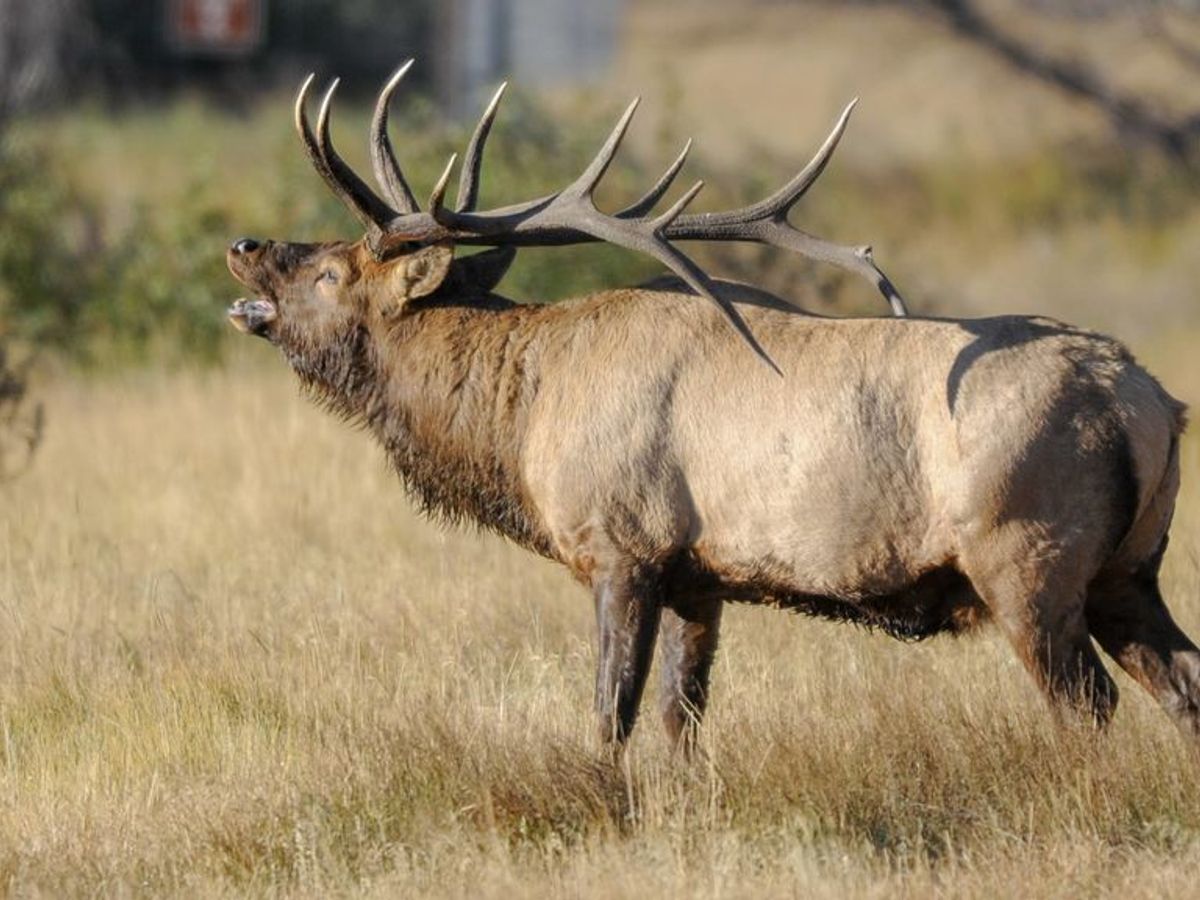 De paseo por la naturaleza: Las cuernas de los ciervos.