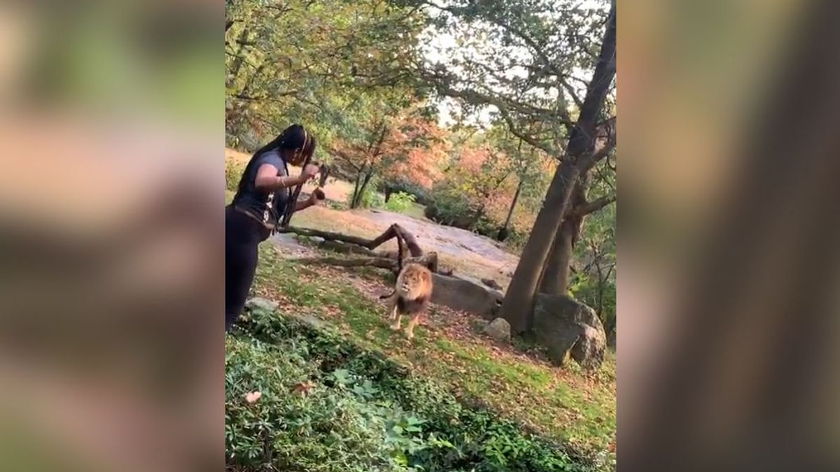 Una mujer se juega la vida burlándose de un león tras saltarse la barrera del zoo del Bronx