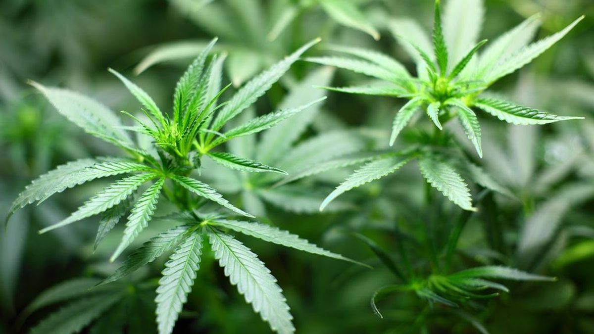 ¿Debería España legalizar el cannabis? ¿Debería España legalizar el cannabis?