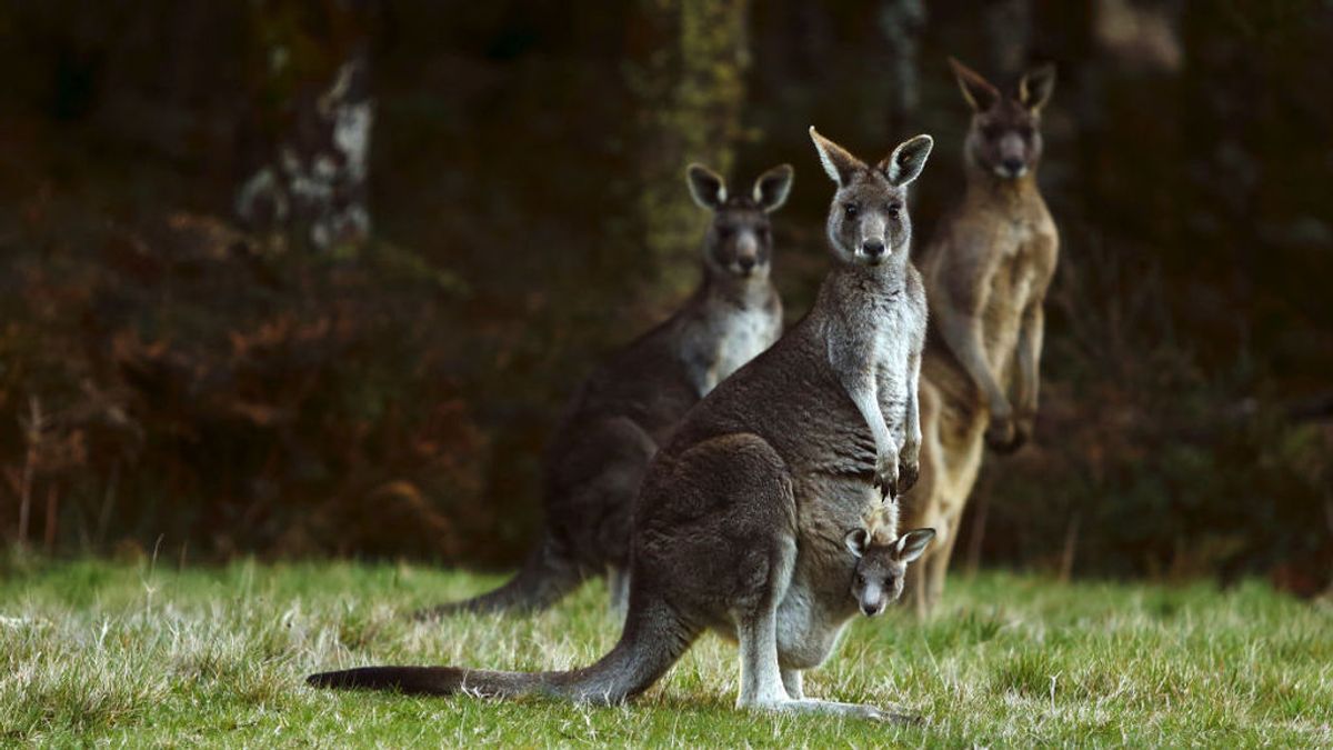 Canguros australianos Canguros australianos