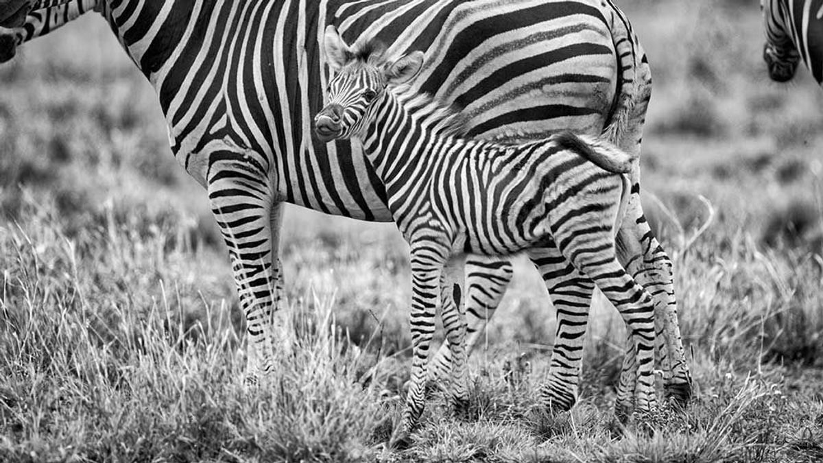Cinco animales que podrían ayudarnos a vencer algunas enfermedades humanas Cinco animales que podrían ayudarnos a vencer algunas enfermedades humanas