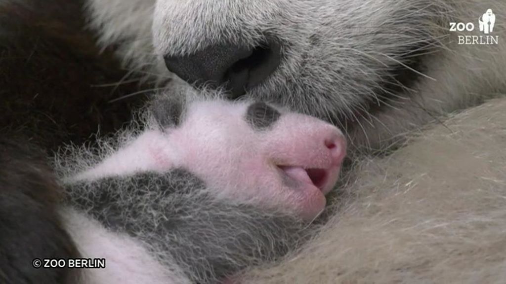 La gran ternura con la que la madre panda cuida de sus crías recién nacidas en el zoo de Berlín