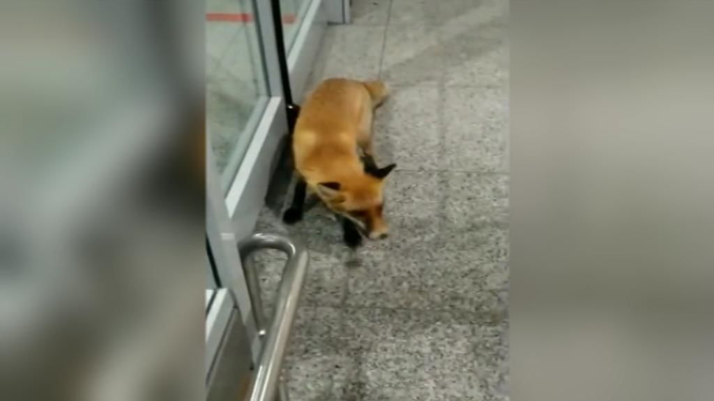 Visita inesperada de un zorro en el aeropuerto de Moscú
