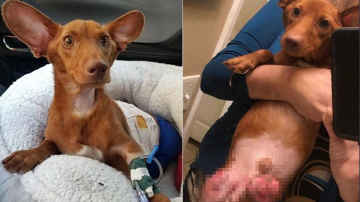 La historia de superación de Buddy, un perro salchicha: fue abandonado tras cortarle las patas traseras