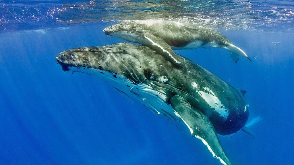 Nadando entre ballenas