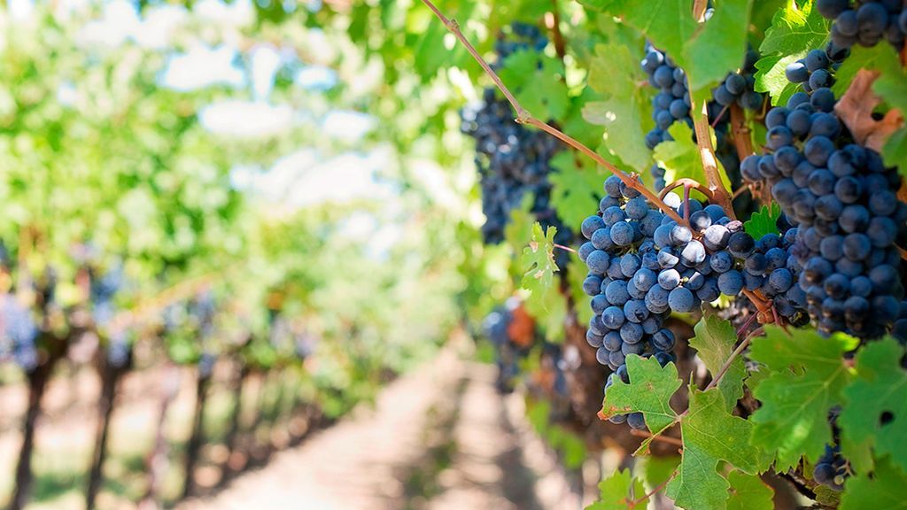 El vino y el aceite español tiemblan por los aranceles de Trump El vino y el aceite español tiemblan por los aranceles de Trump