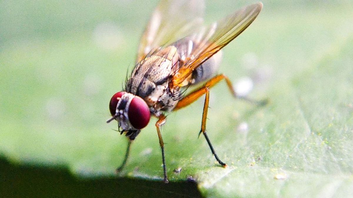 No te la comas: la mosca que hace vomitar a su depredador