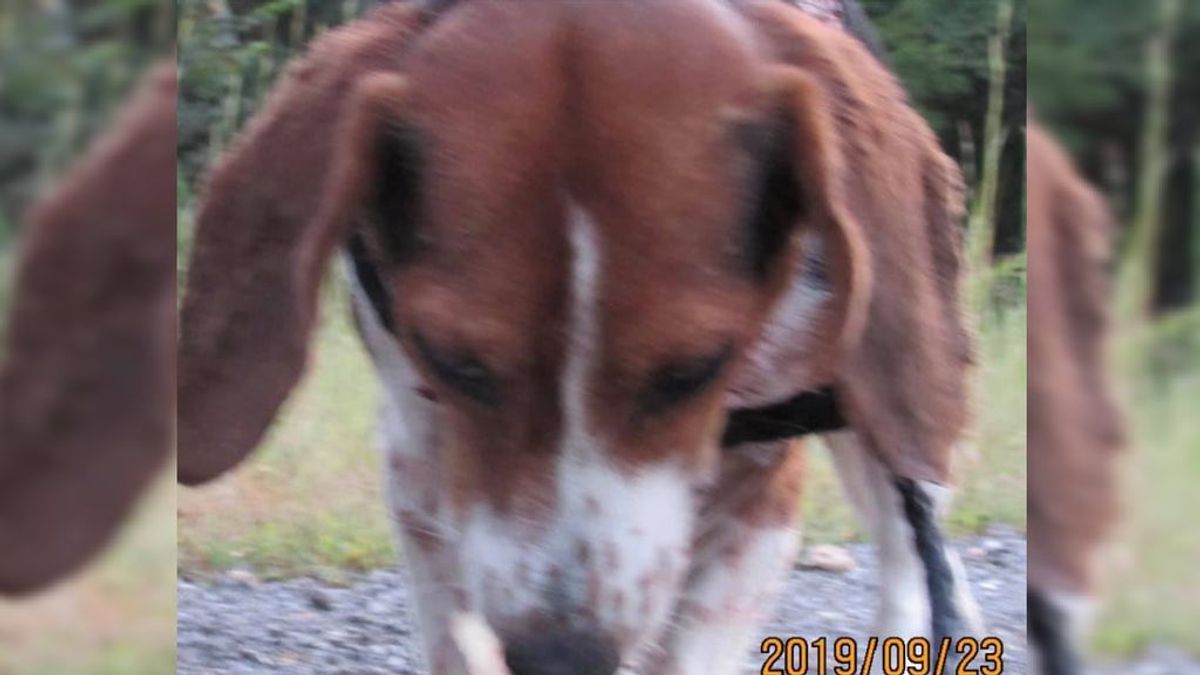 Encuentran a un beagle abandonado con las tres cuartas partes de su piel arrancadas: tuvo que ser sacrificado