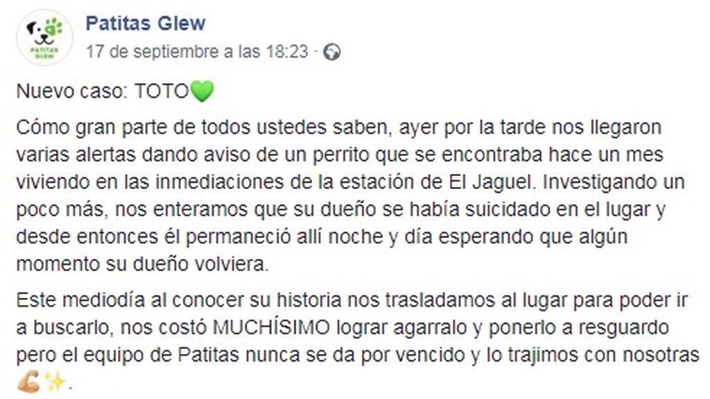 Mensaje de Patitas Glew buscando hogar a Toto
